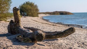 A beach with a large driftwood log in the foreground, sandy beach, and a small island in the background. - Luxury 6p. villa in Gaasterland near the woods and close to the (kite)beach. (Rijs)