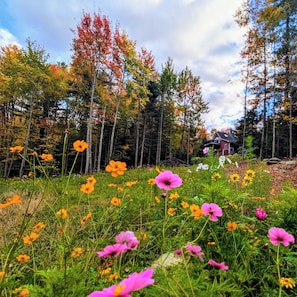 A forest with autumn-colored trees and a house in the background.