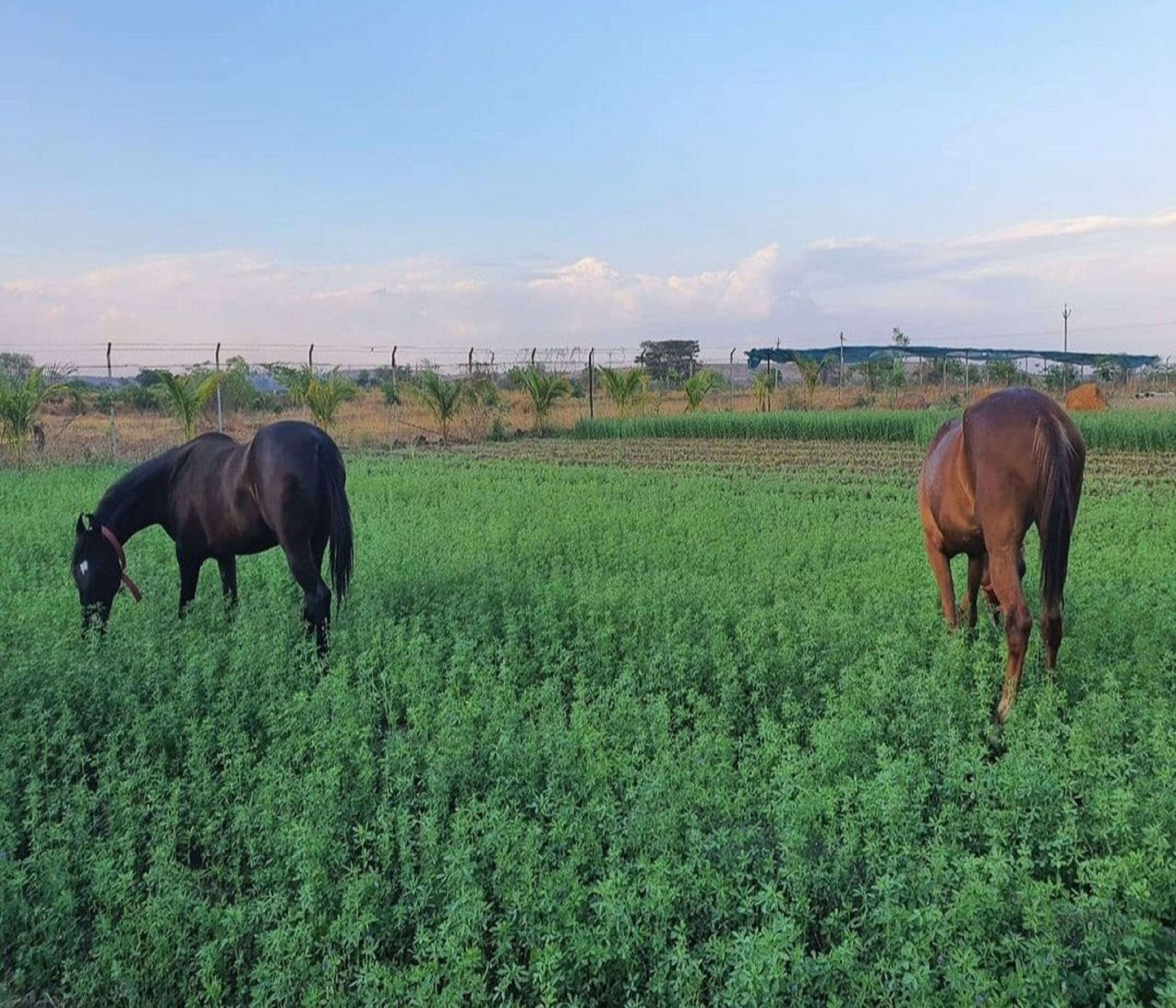 Two horses grazing in a field with a fence and some trees in the background.