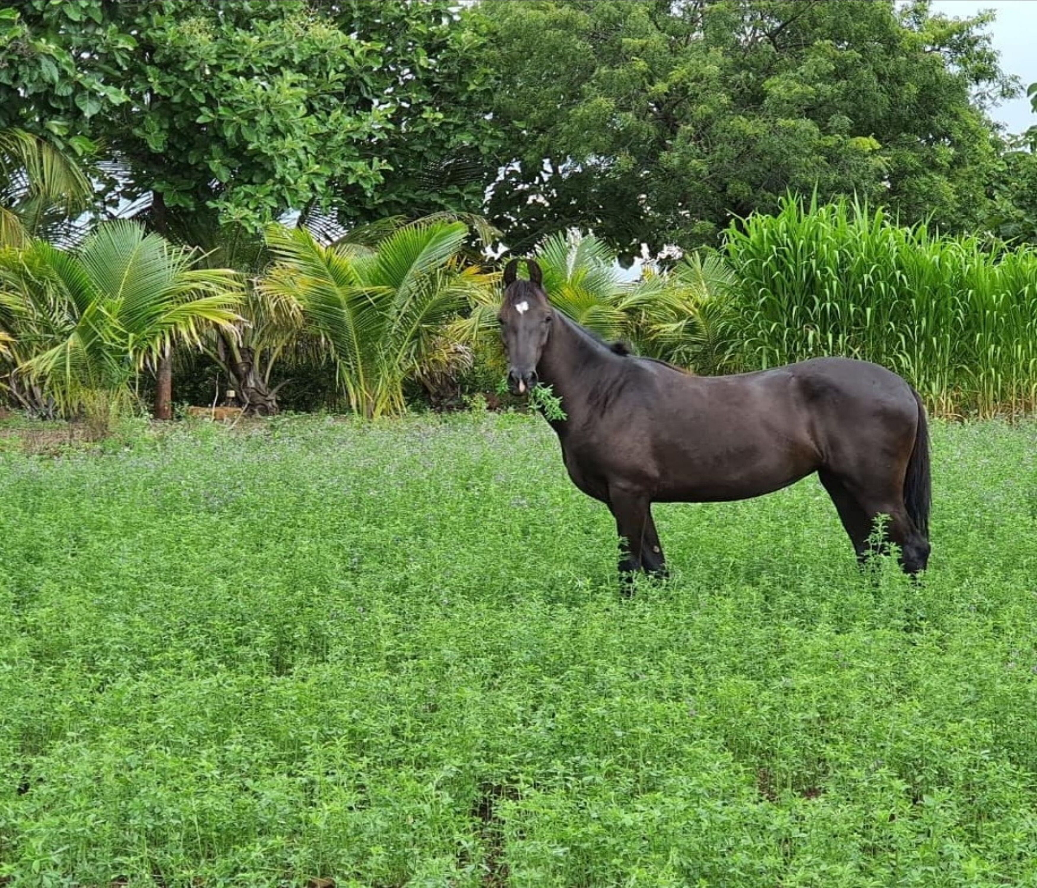 A horse standing in a grassy field with dense foliage and trees in the background.