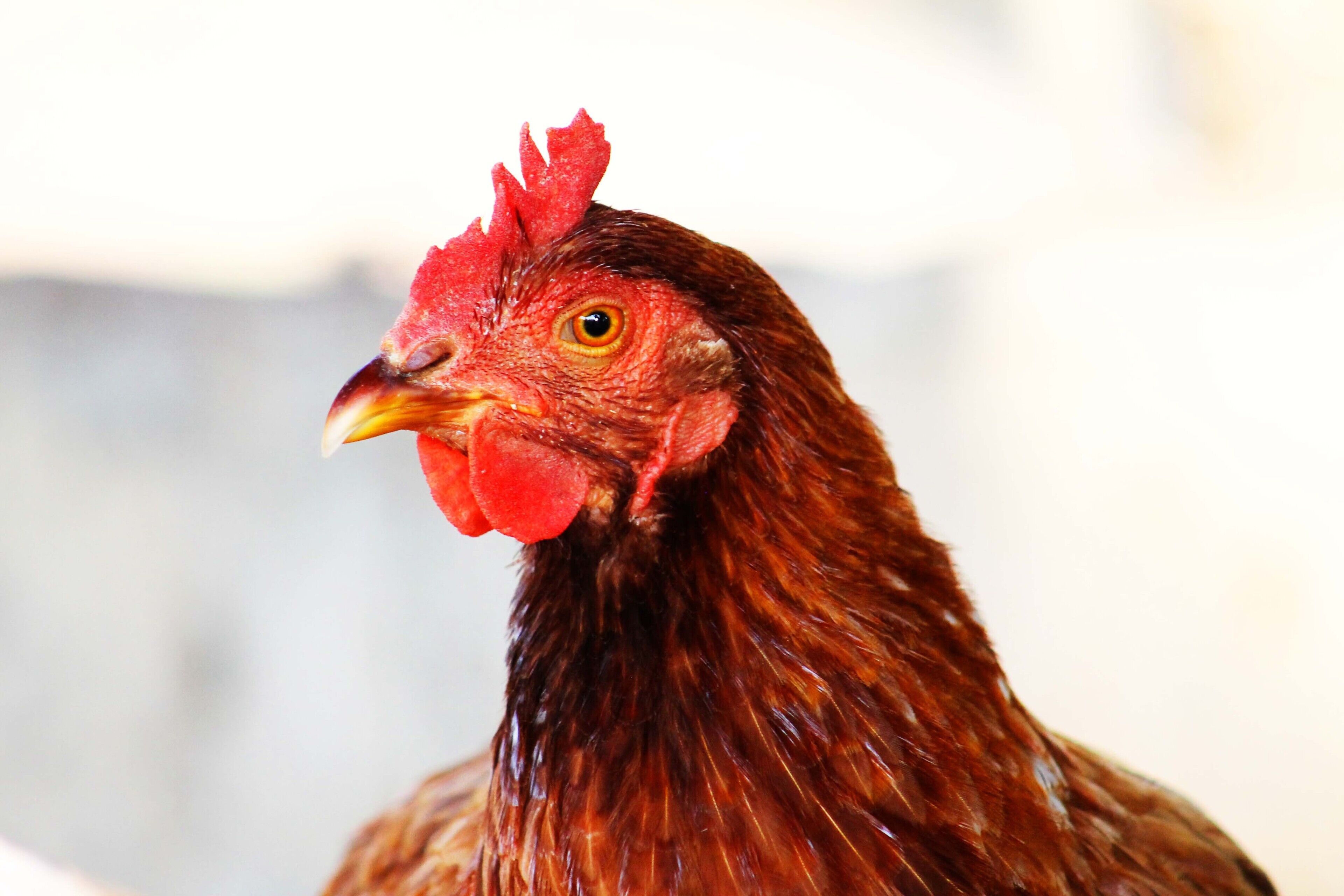 A close-up of a chicken with a red comb and yellow eyes.