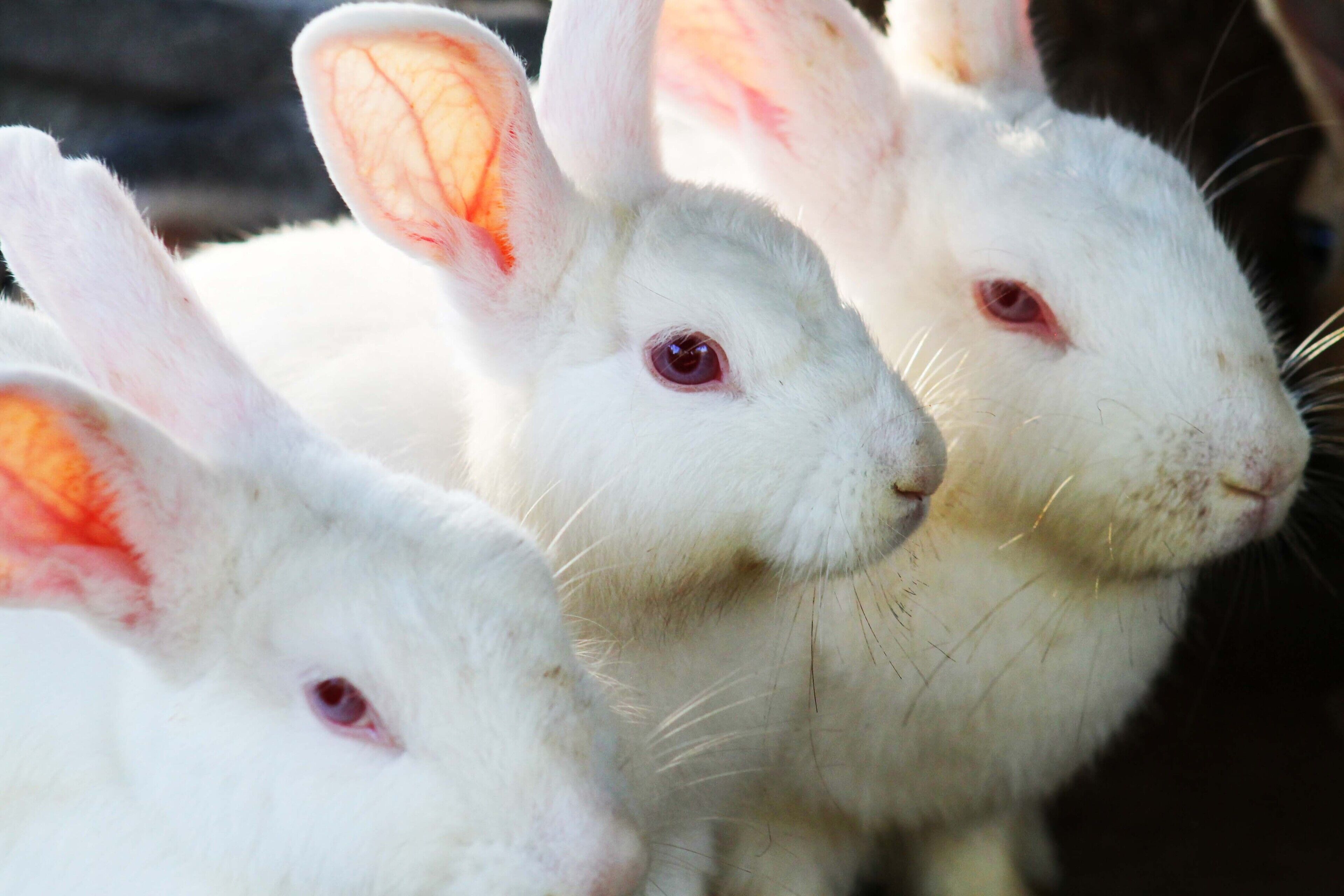 Tres conejos blancos de ojos rosados.