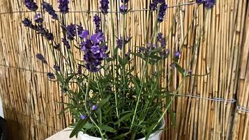 Desk, laptop workspace, blackout drapes, iron/ironing board