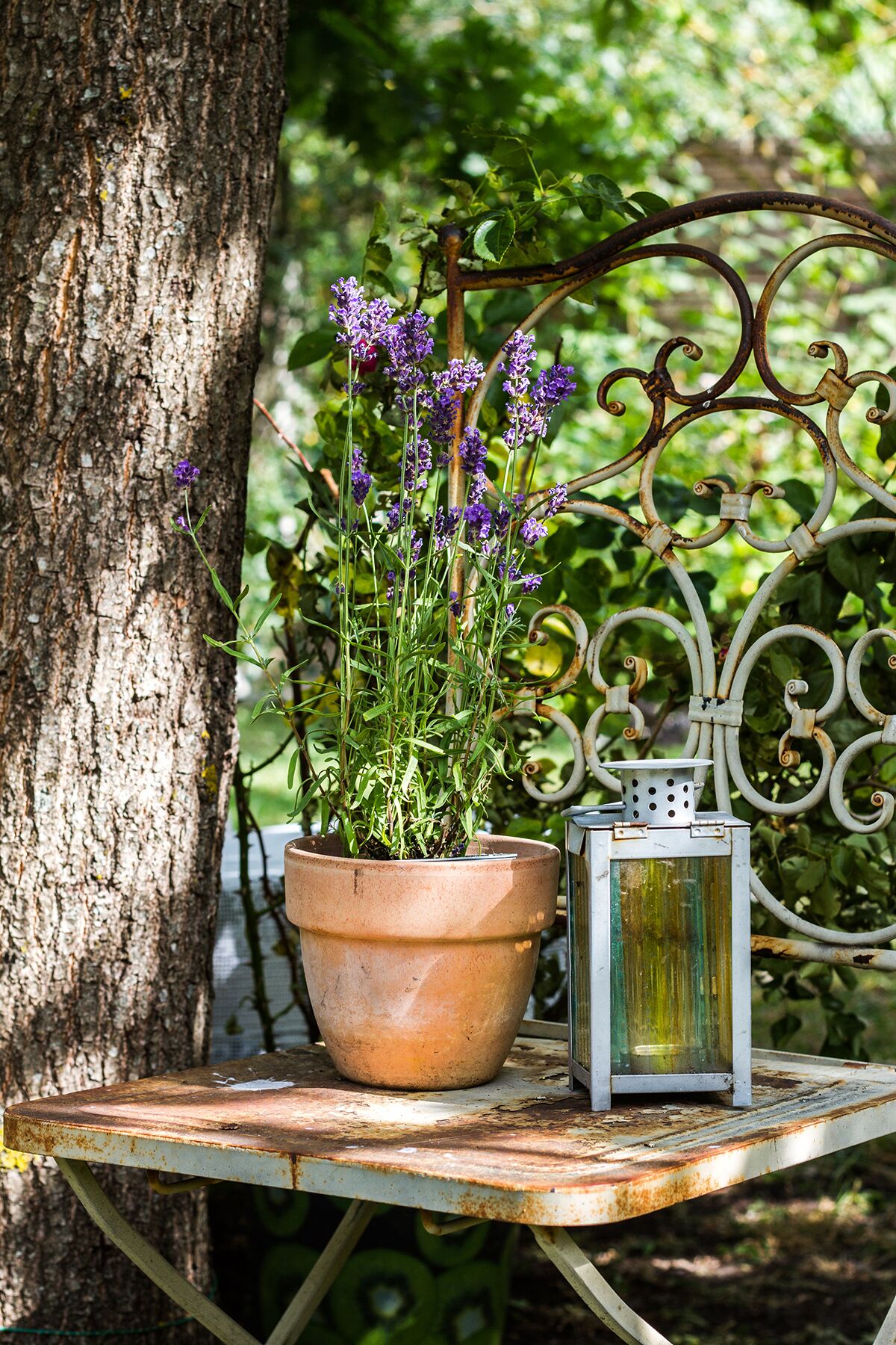 Foto - Marta 8 - House & Garden