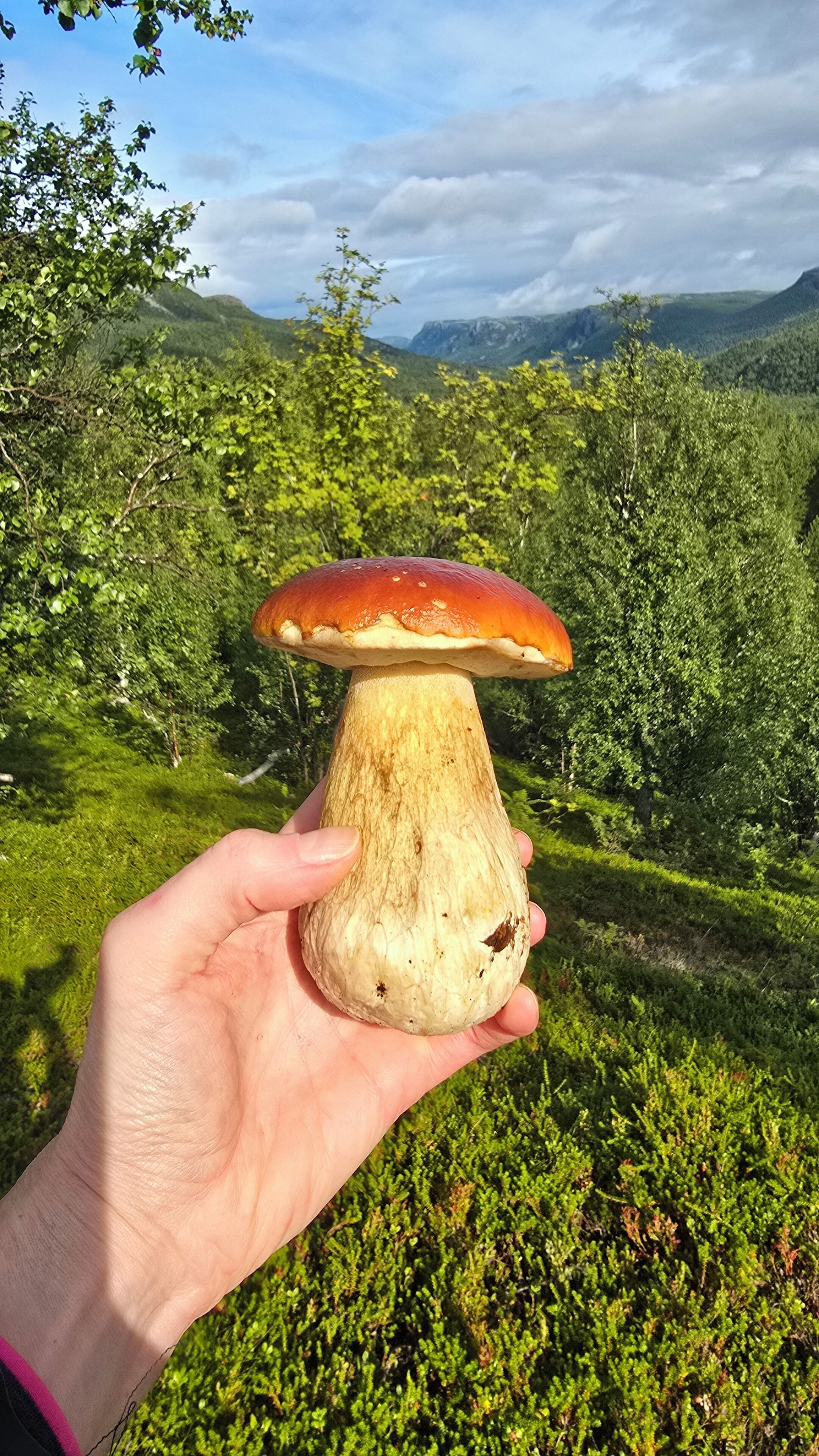 A hand holding a mushroom with a forest and mountains in the background.