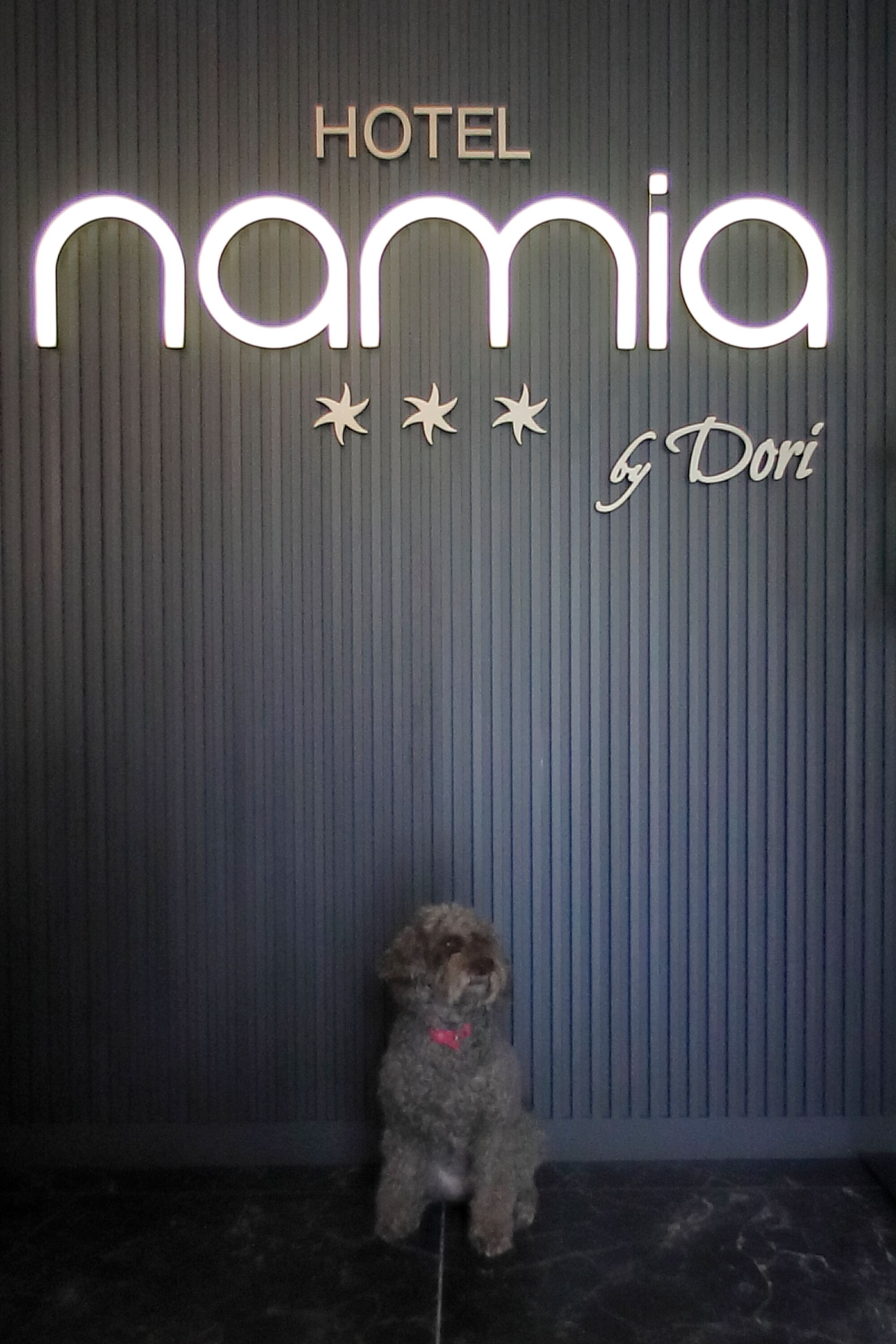 A hotel sign with the name 'namia' and 'by Dori' in illuminated letters, a small dog sitting in front of the sign.