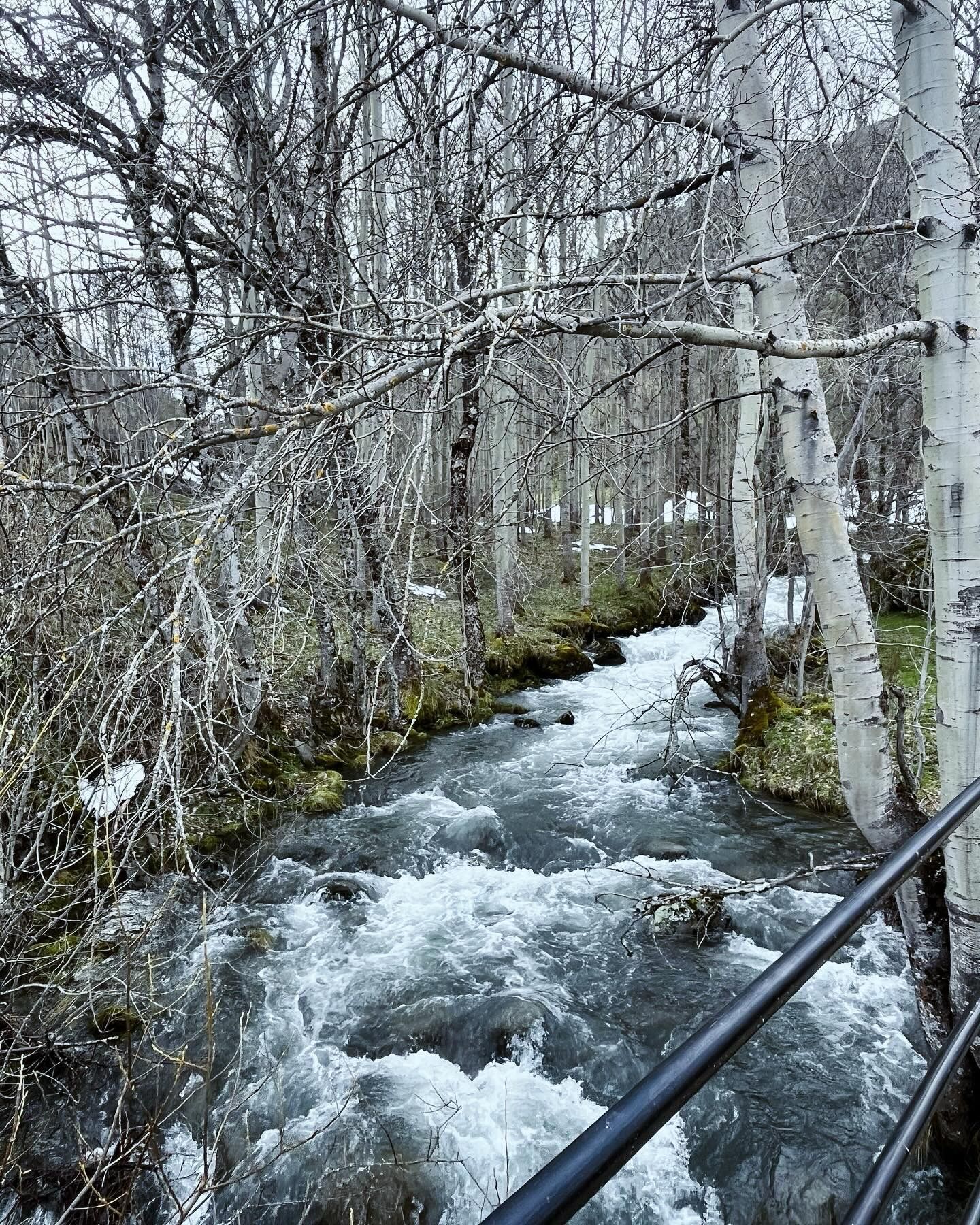 A river flowing through a forest with birch trees and a metal railing in the foreground.