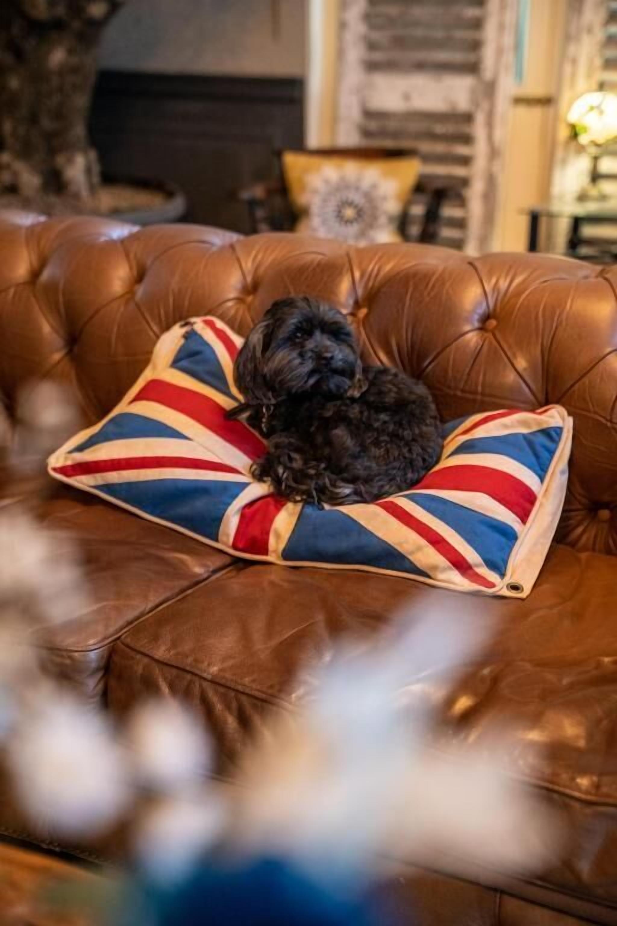A small black dog resting on a brown leather couch with a Union Jack pillow.