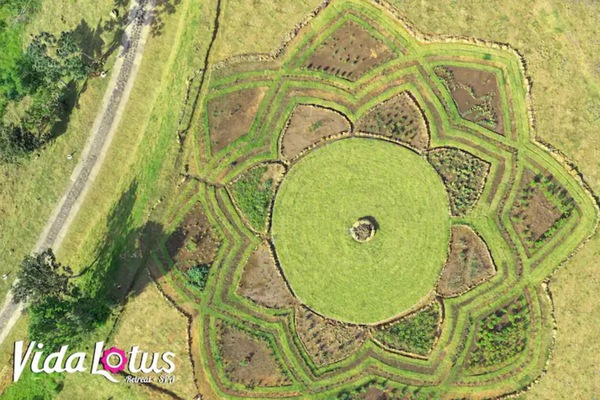 this is our lotus-shaped organic medicinal-culinary herb garden