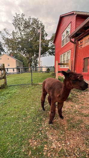 Overnatningsstedets område
