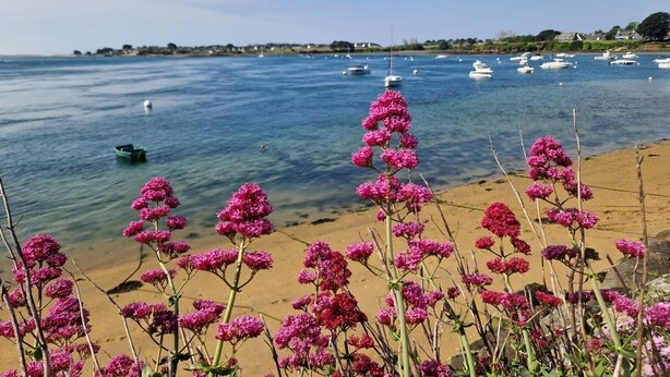 A beach with pink flowers in the foreground and boats on the water in the background. - Nouelig - A 150m de la plage de la Ria (Plouhinec)