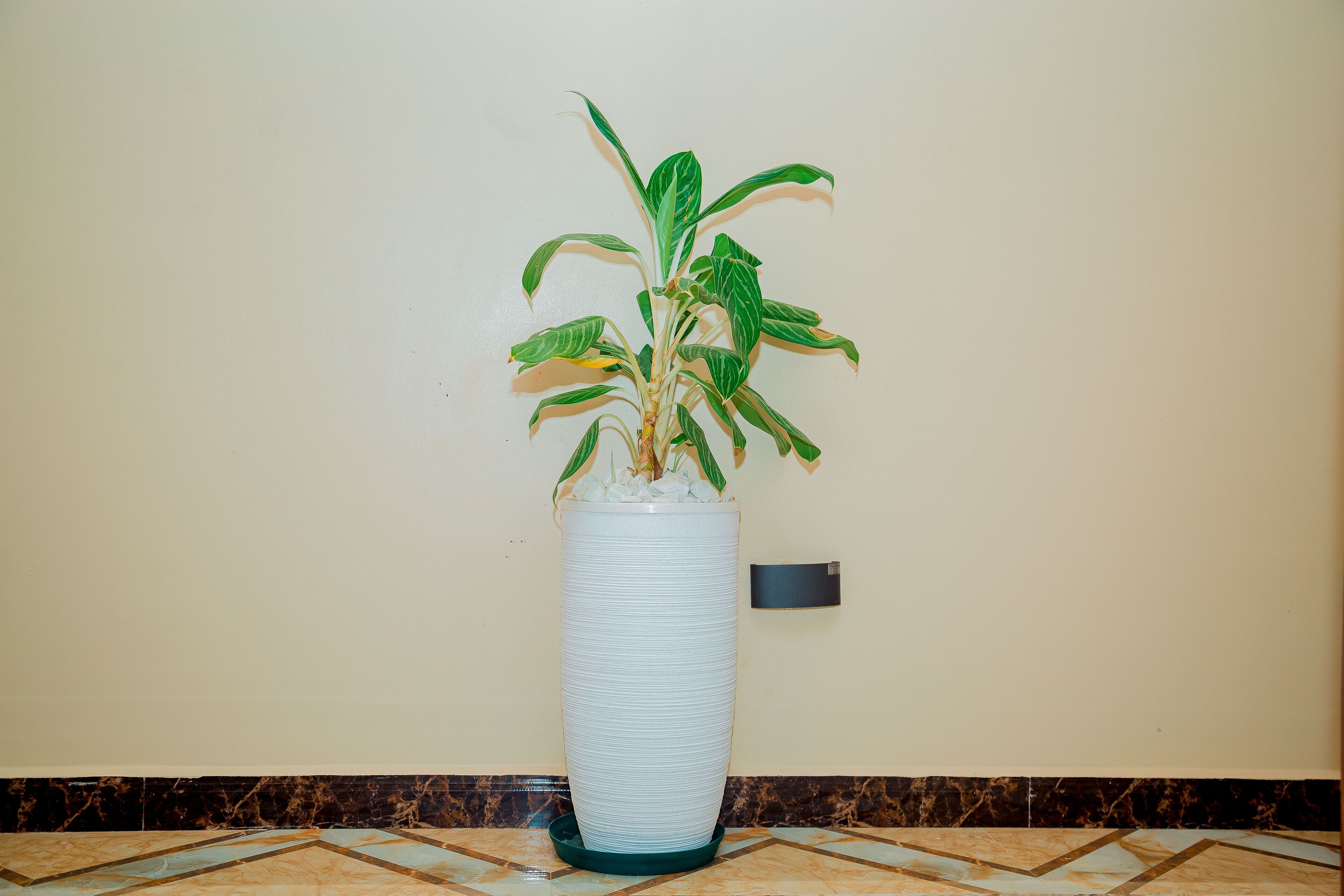 Una planta en maceta dentro de una jardinera blanca alta y acanalada, frente a una pared lisa.