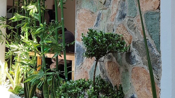A well-maintained garden with various plants and a stone wall.