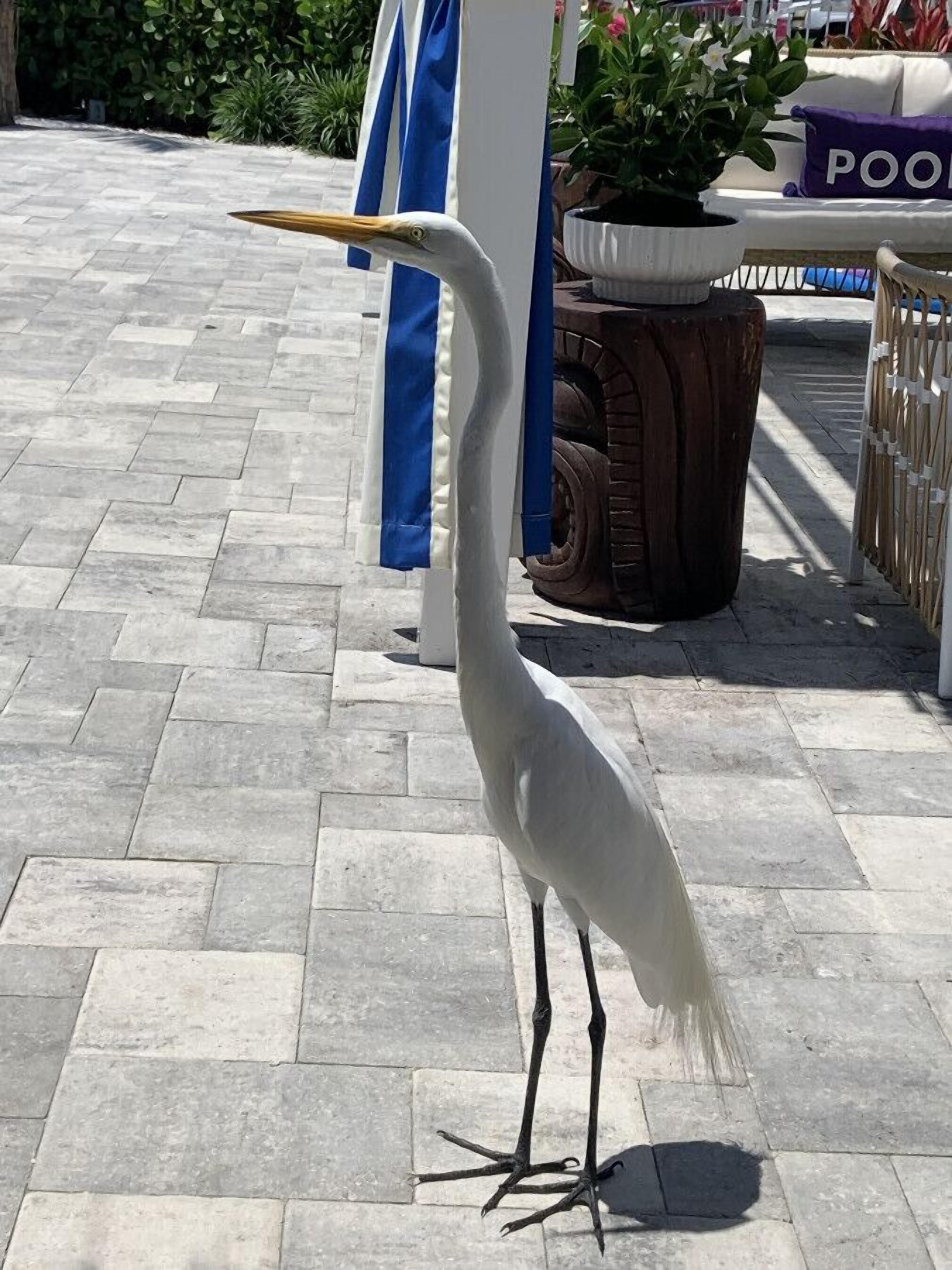 A white heron standing on a paved walkway.