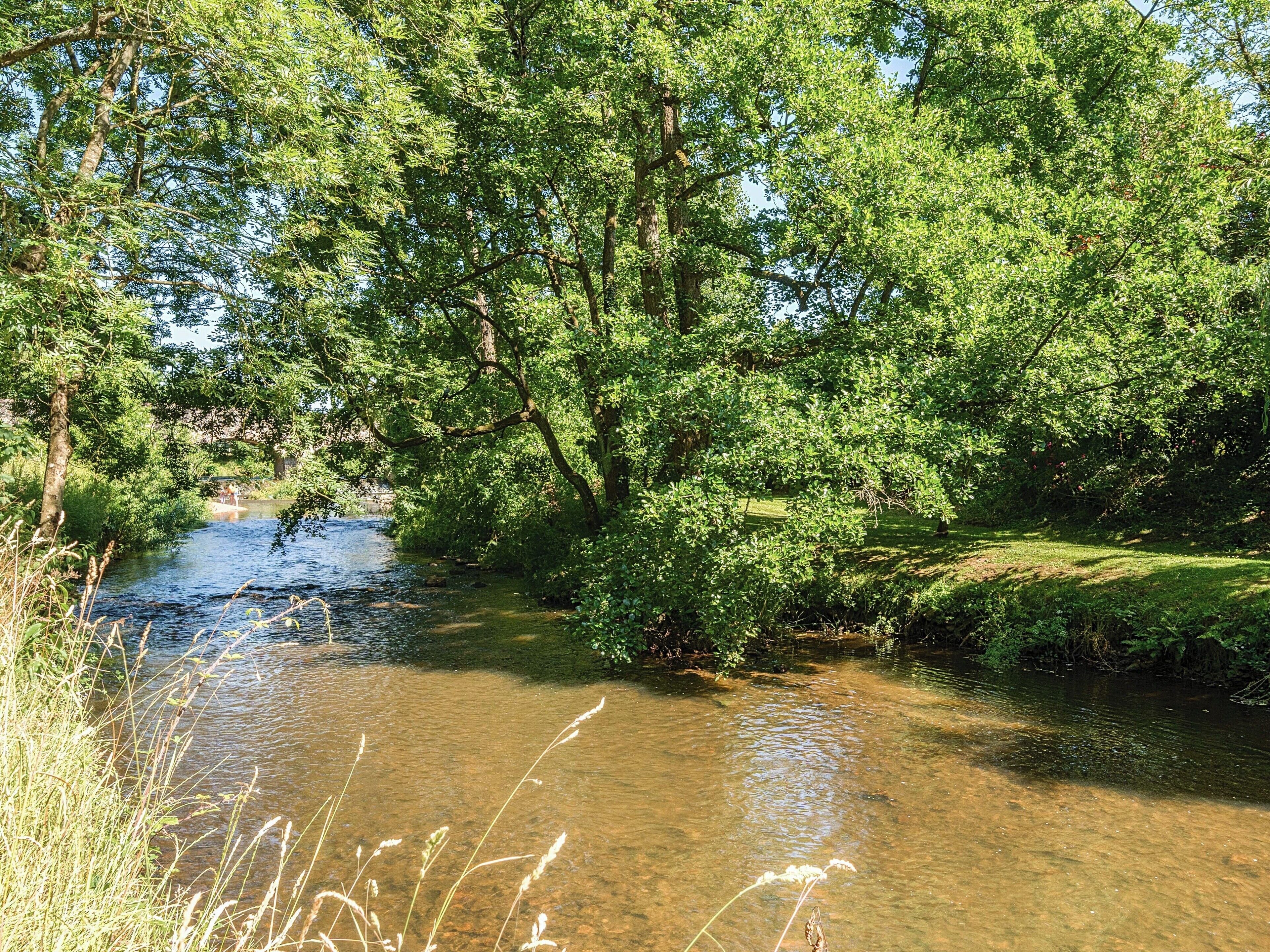 A river flowing through a densely wooded area with trees and bushes.