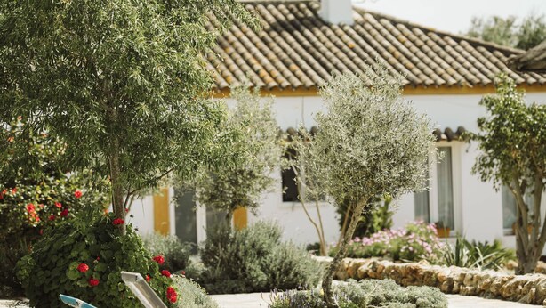 A garden with a white building, a tree, and a row of sun loungers. - Alojamiento Rural Para Grupos DE 20 Personas (BARBATE)