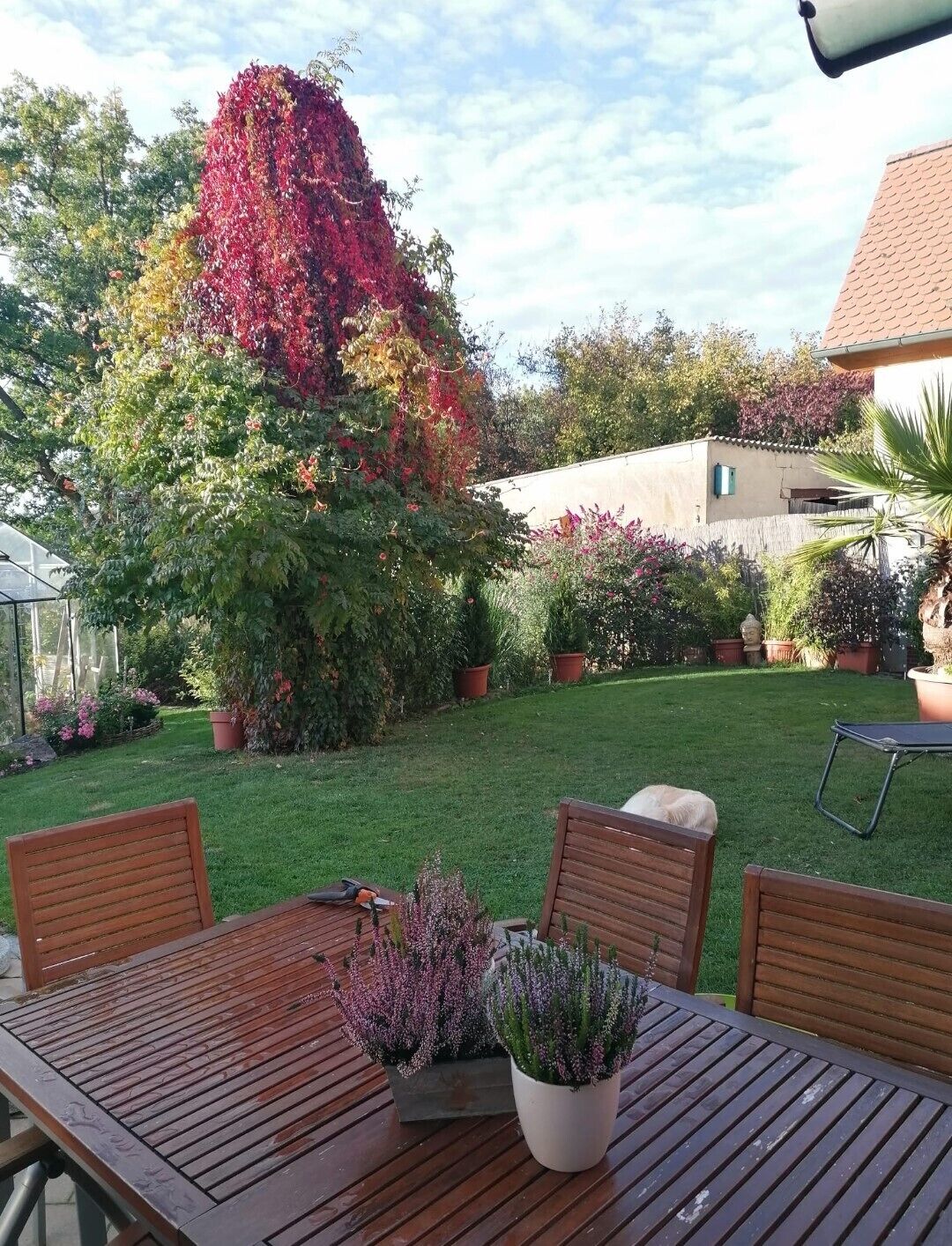 Una mesa de madera con sillas en un jardín con diversas plantas en macetas y un árbol grande de hojas rojas.