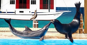 Apartment, Mehrere Betten (Calypso 2-504 West) | Pool | Außenpool, beheizter Pool