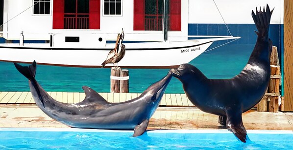 Appart'hôtel, 1 très grand lit et 1 canapé-lit (Nautical Watch D-6) | Piscine