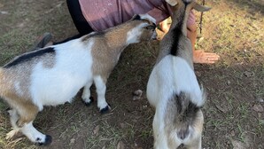 A person with three goats on their shoulders, surrounded by a natural outdoor setting. - Farmstay Glamping AGRItourism retreat-HERSHEYS HUT-cows, chicks, goat, minihorse (Tallahassee)