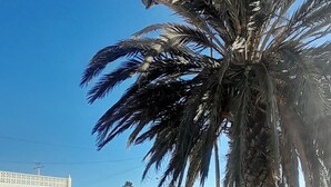 A street with palm trees, a sidewalk, and a building with a white facade. - Hogar del Corazon - 1st line on the lake - Pets welcome! (Torrevieja)