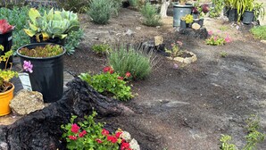 A garden with various plants and a wooden fence. -  Gracious 3-bedroom Pebble Beach Home in Quiet, Convenient Wooded Area (Del Monte Forest)