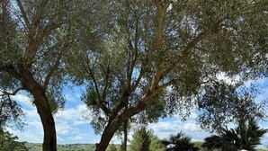 Property grounds - Capivento   typical Apulian trullo in the countryside (CEGLIE MESSAPICA)