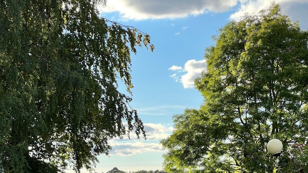 Un sendero pavimentado que conduce a un lago, con árboles y una farola.