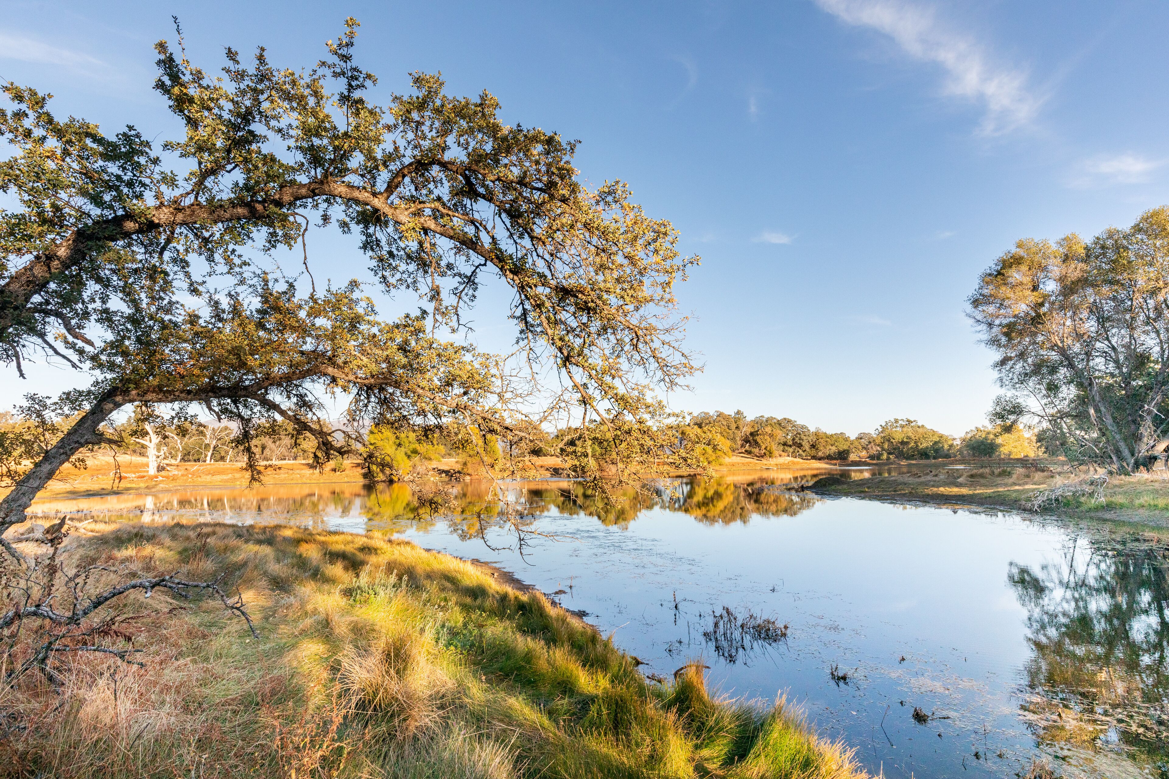 Une scène paisible au bord d’un lac, avec une branche d’arbre imposante qui surplombe l’eau, entourée de berges herbeuses et d’arbres en arrière-plan.