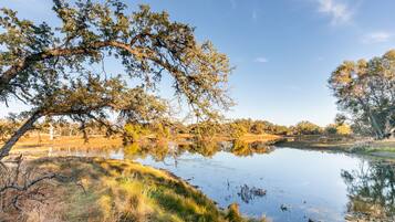 Une scène paisible au bord d’un lac, avec une branche d’arbre imposante qui surplombe l’eau, entourée de berges herbeuses et d’arbres en arrière-plan.