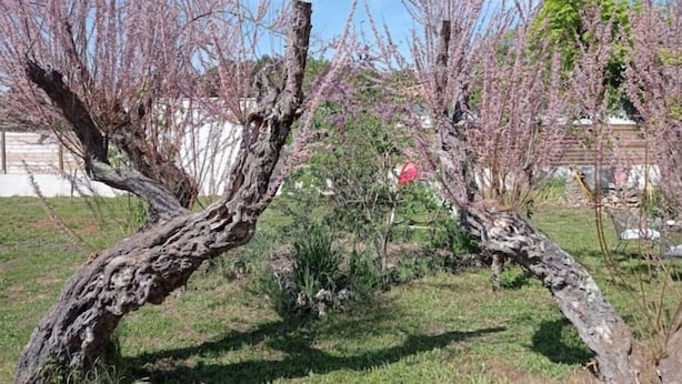 A garden with a twisted tree trunk and blooming pink flowers. - LE Gîte LA Maison DE Papou Le Tilleul (Nans-les-Pins)