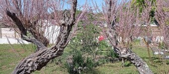 LE Gîte LA Maison DE Papou Le Tilleul