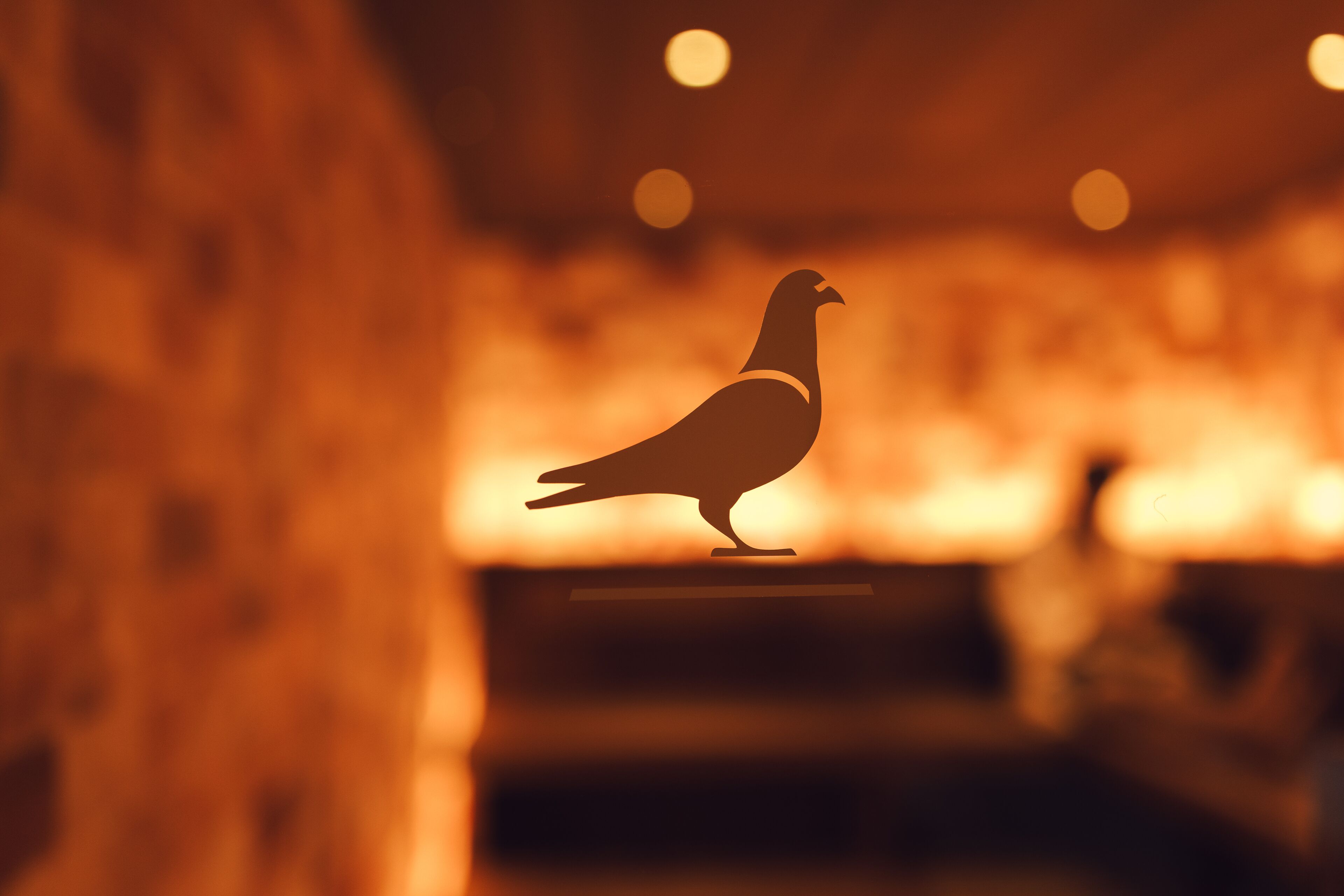 A silhouette of a pigeon on a ledge in a warmly lit interior space with blurred background lights.