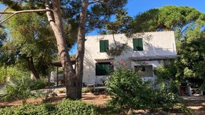 Un bâtiment blanc aux volets verts, entouré d’arbres et d’arbustes.