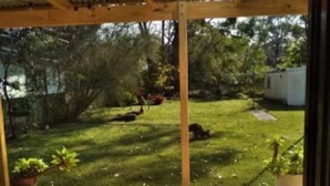 Una terraza de madera con techo metálico, rodeada de un césped y árboles.