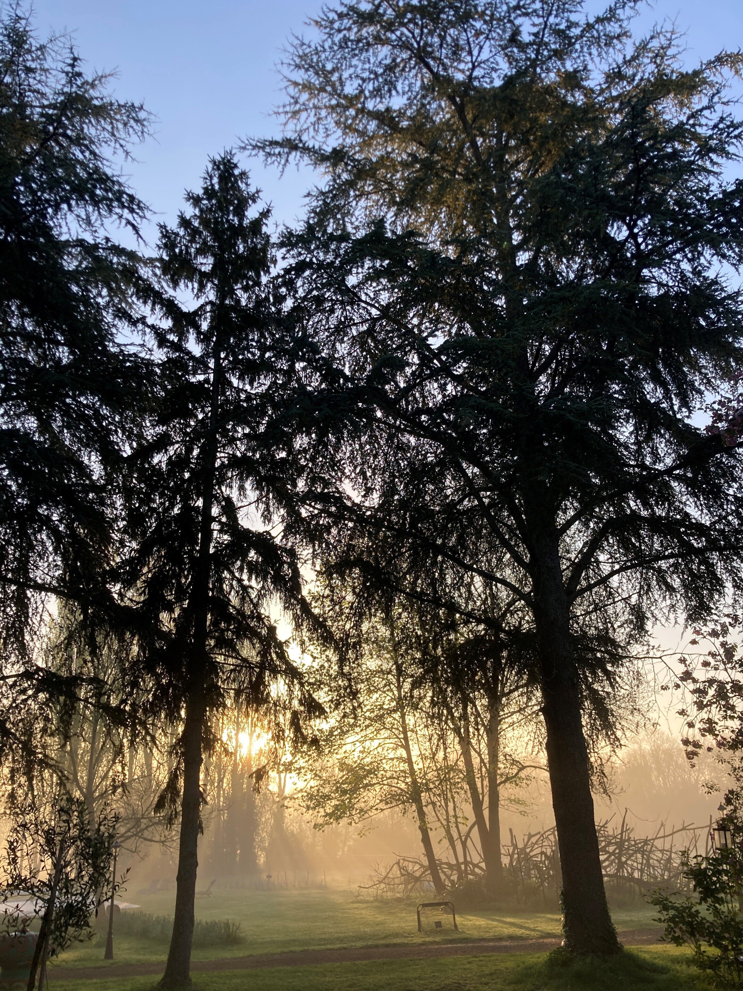 Zona boscosa con árboles y cielo despejado.