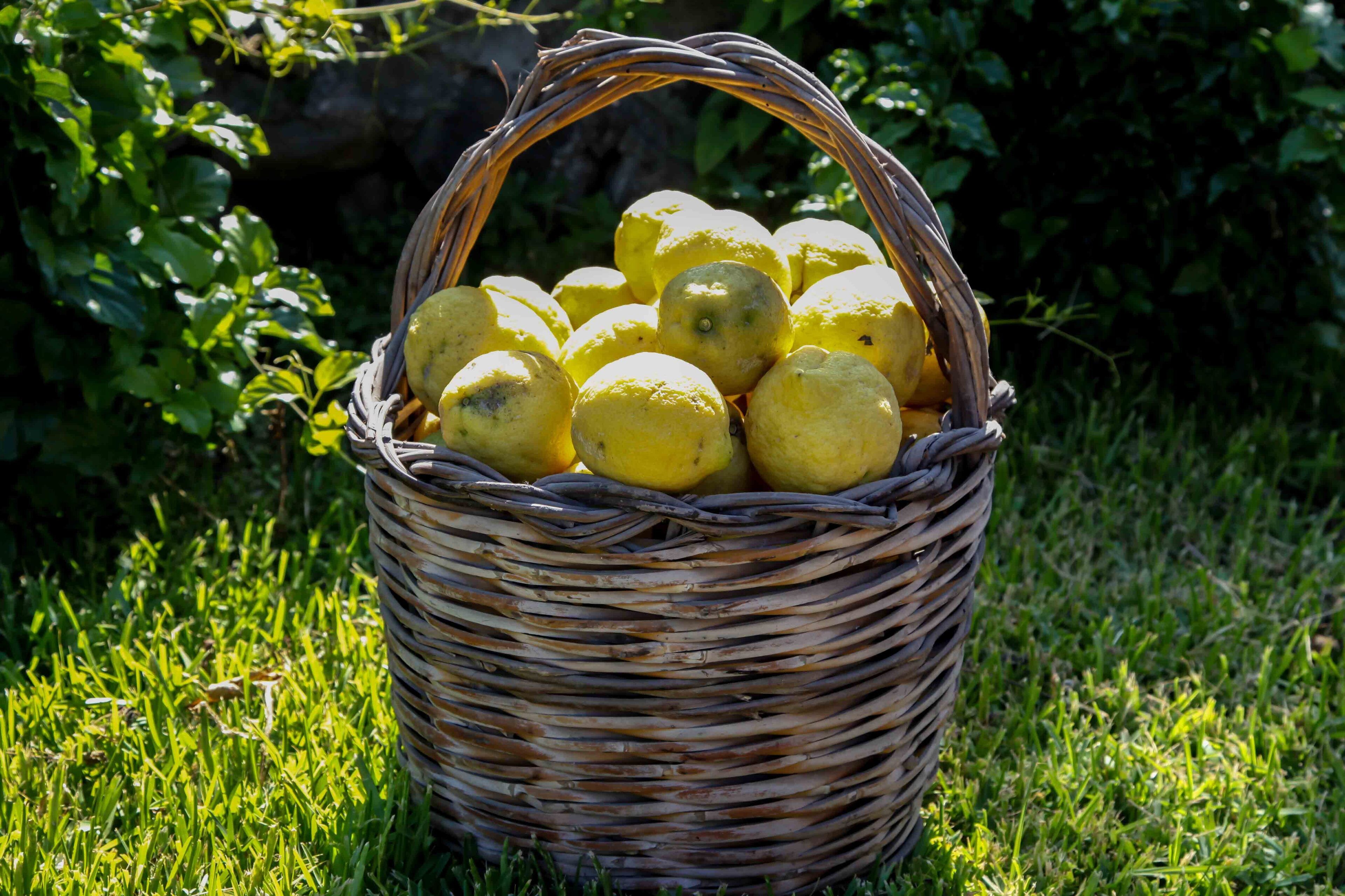 A wicker basket filled with lemons placed on grass.