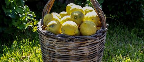 A wicker basket filled with lemons placed on grass.