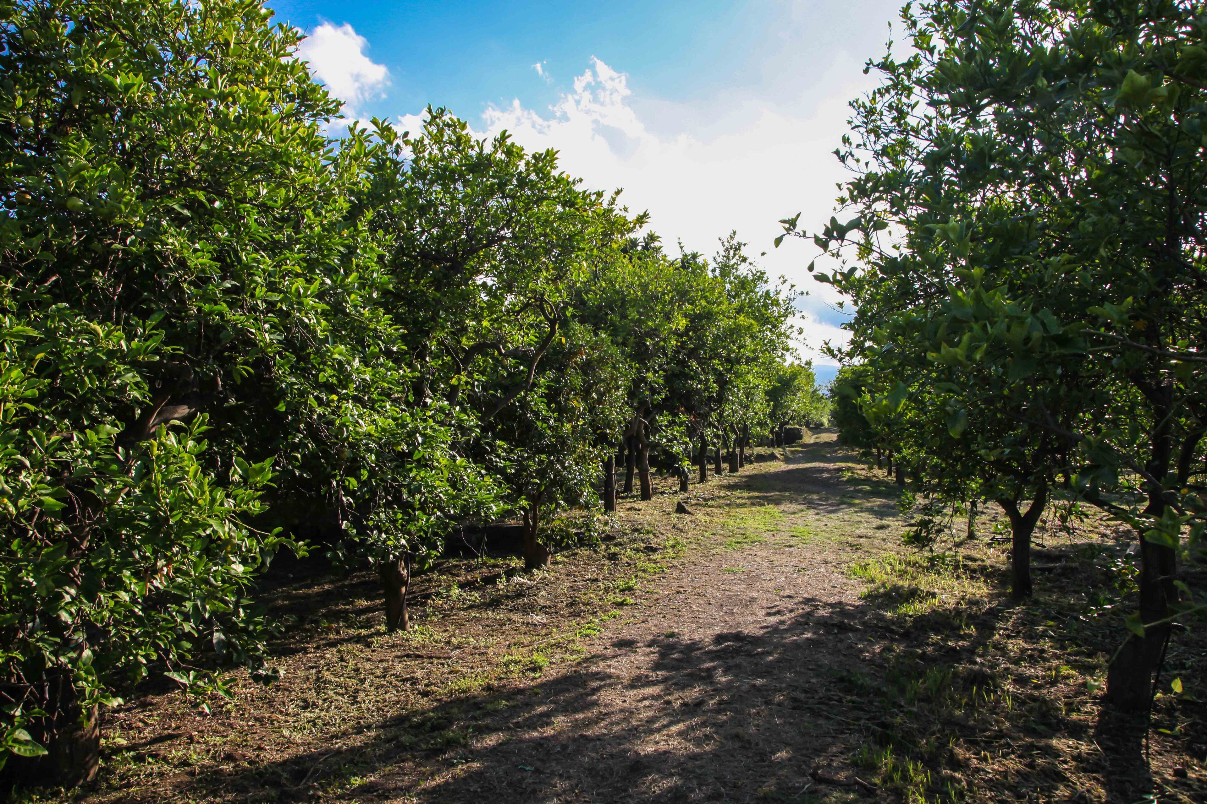 Ein Weg durch einen Obstgarten mit Baumreihen.