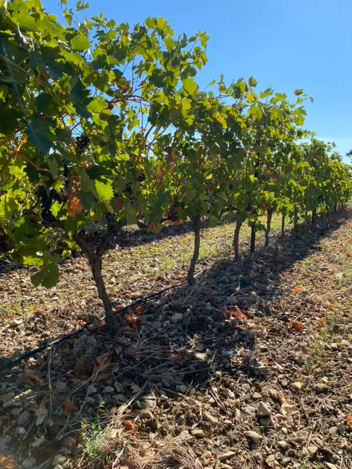 A vineyard with rows of grapevines.