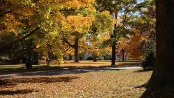A park with trees displaying autumn foliage, a pathway, and a grassy area with fallen leaves.
