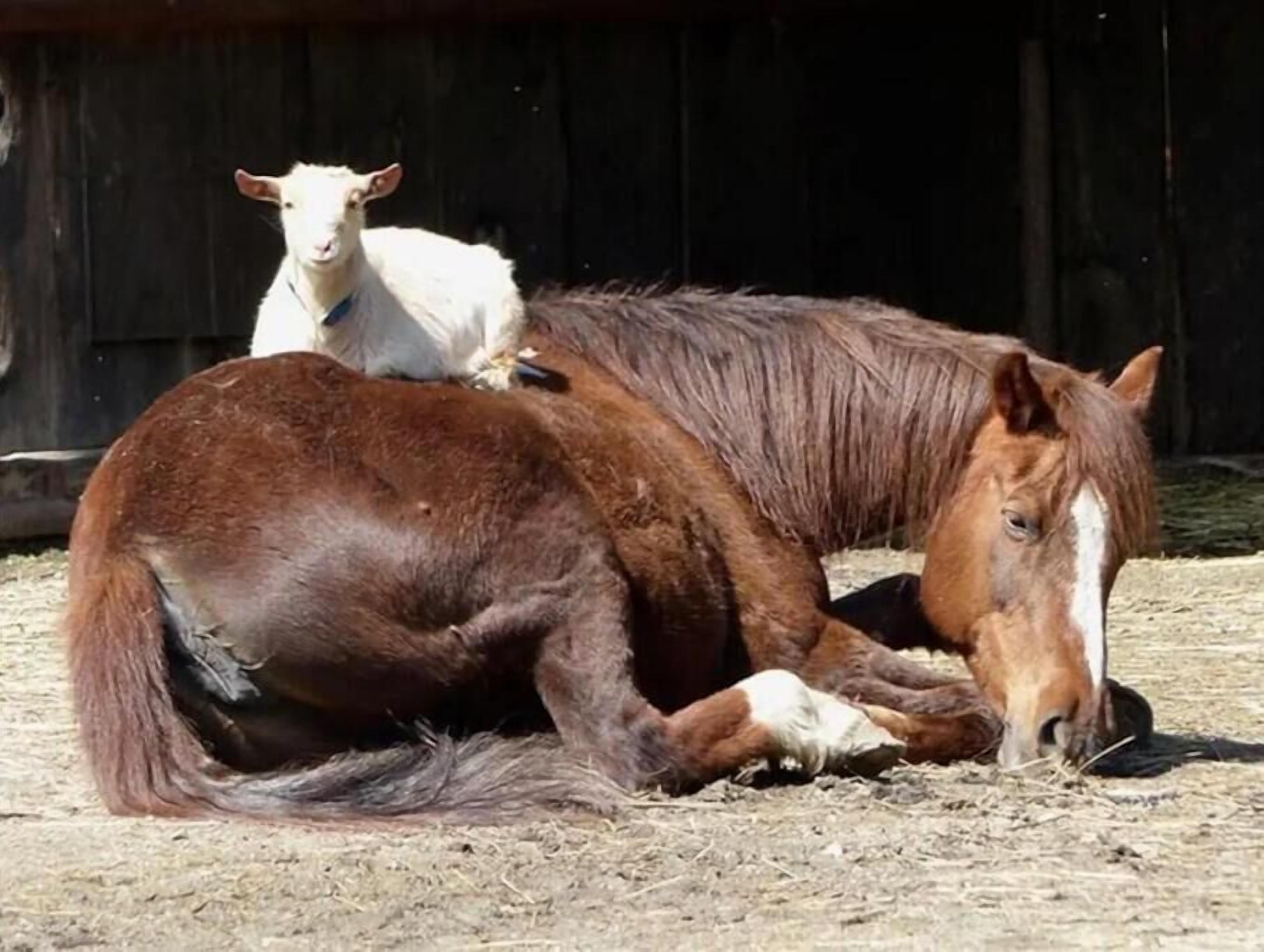 A horse lying on the ground with a barn in the background.