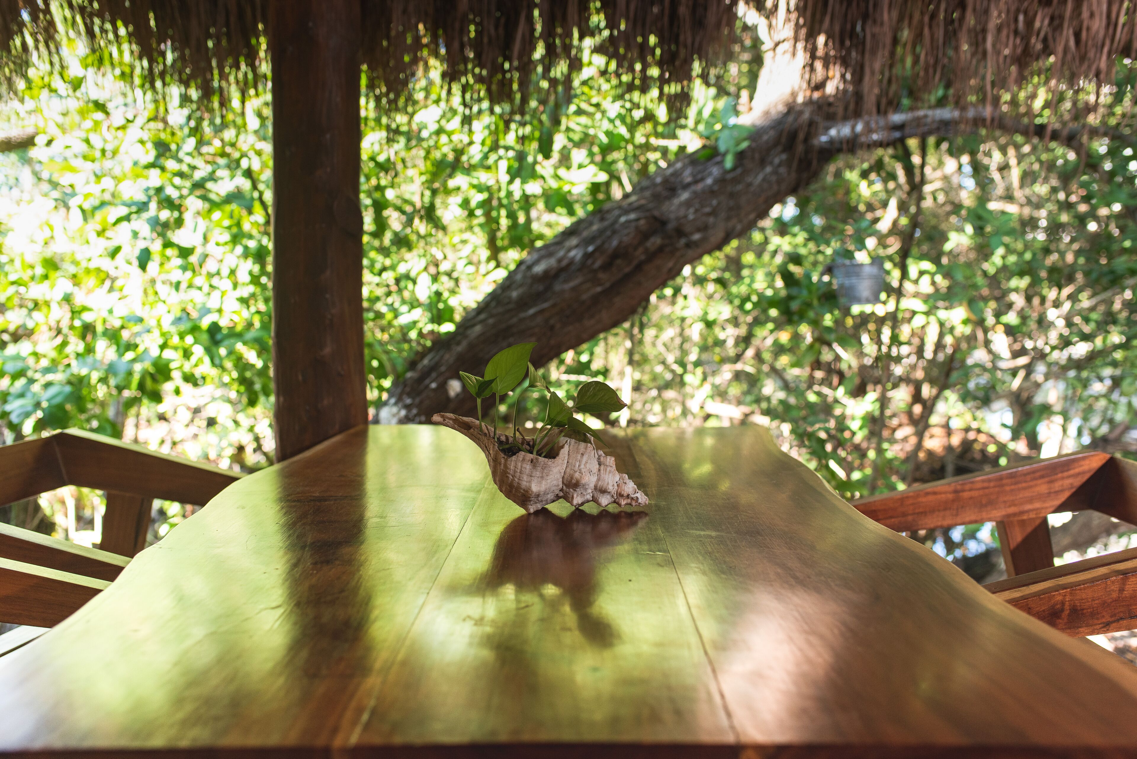 Photo - Casa Takywara