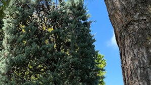 Un espace verdoyant bien entretenu, agrémenté d’arbres adultes et d’une haie.