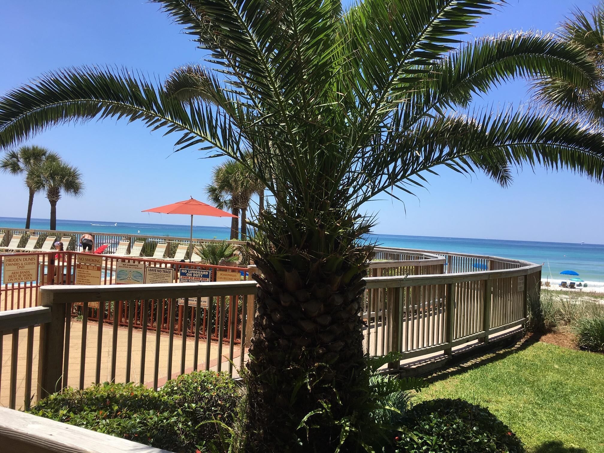 A poolside area with lounge chairs and a palm tree, overlooking the beach.