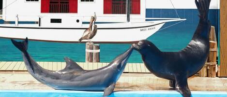 Apartamento, varias camas (Grandview East 1204) | Piscina | Una piscina al aire libre, una piscina climatizada