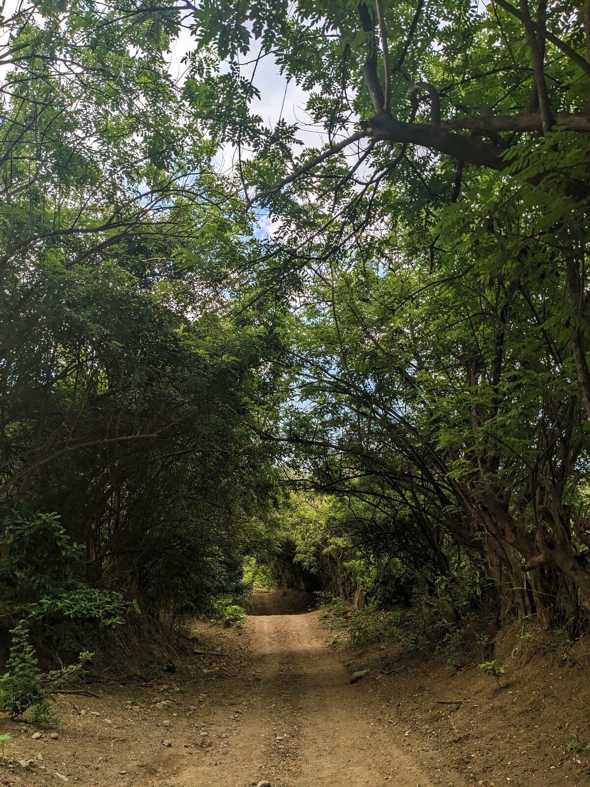 A dirt path surrounded by dense green foliage.