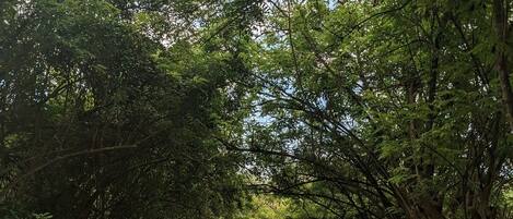 A dirt path surrounded by dense green foliage.