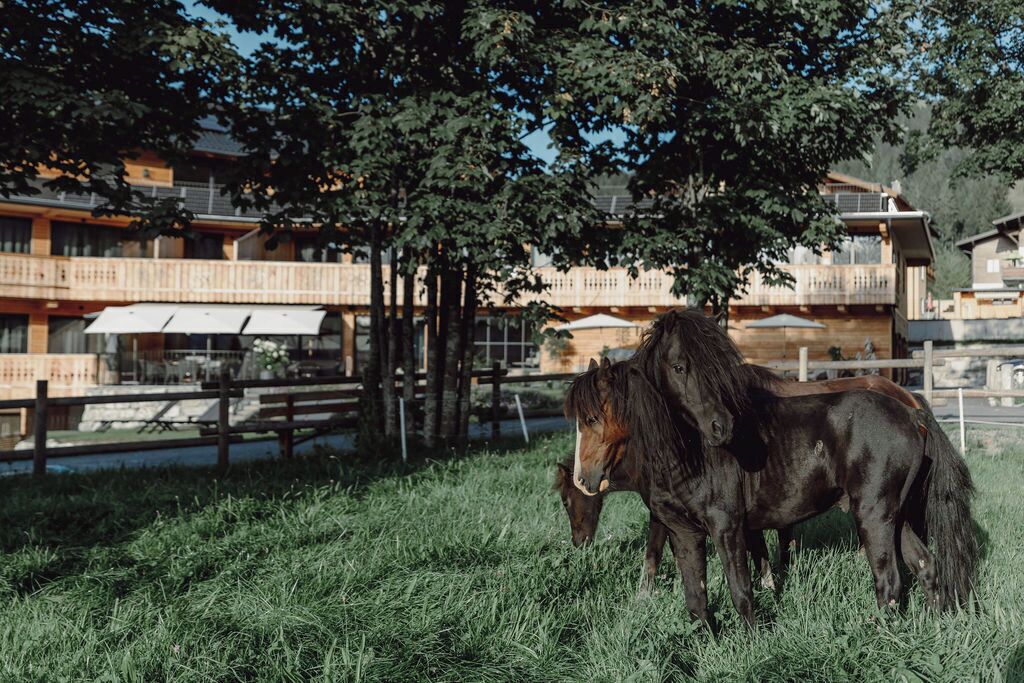 Un cheval broute dans un champ herbeux, avec une clôture en bois et des bâtiments en arrière-plan.