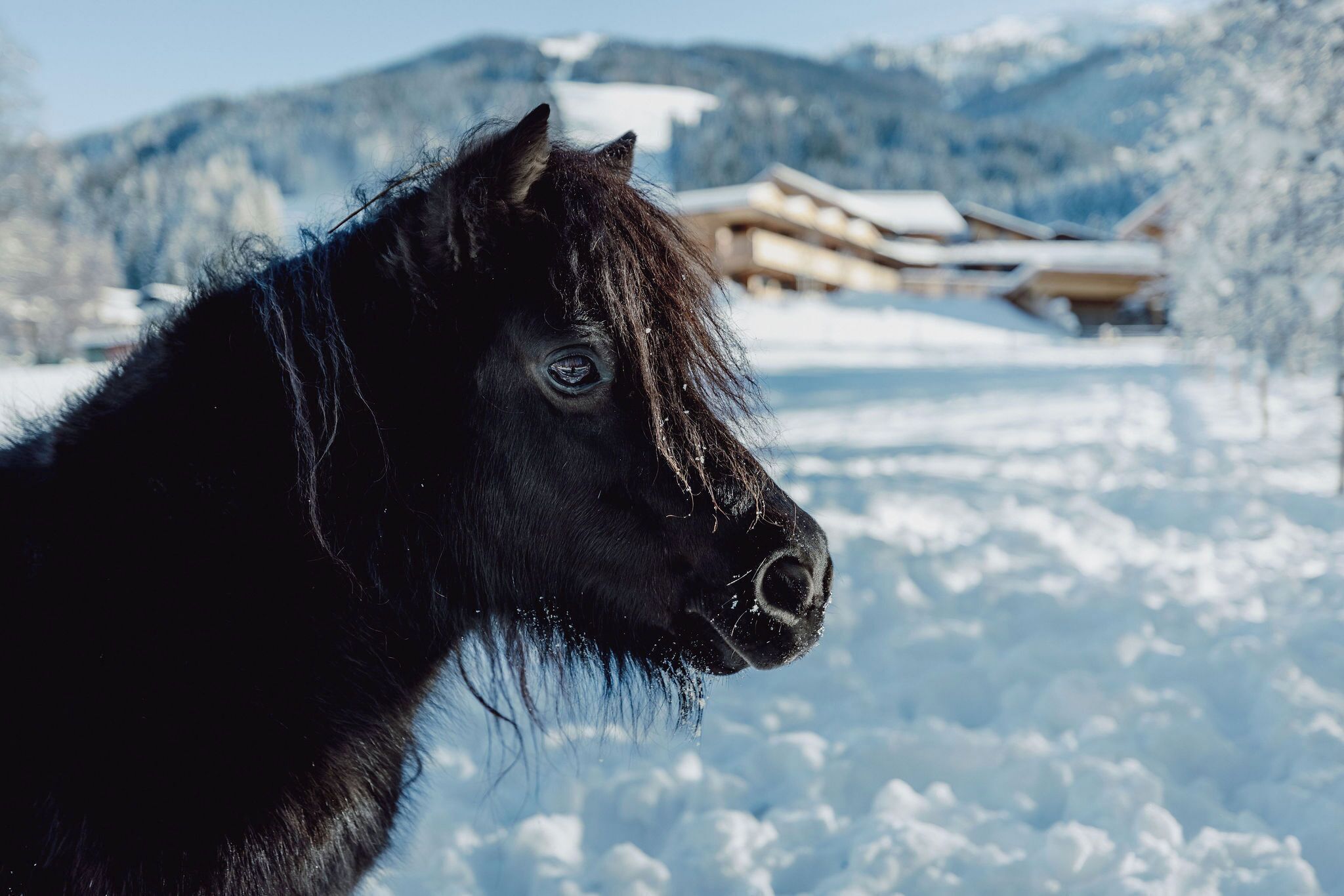 A black horse in a snowy landscape with a wooden structure in the background.
